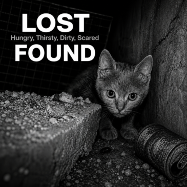 🌿Pebbles’ Rescue Story