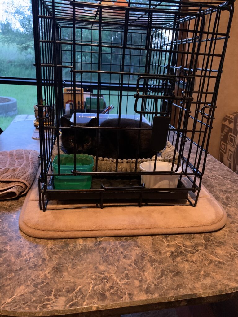 Black travel cat kennel with sturdy carry handles, wire ventilation panels, and a cozy portable design perfect for safely transporting cats during road trips and camping adventures.